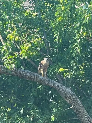 $319,000 | 1011 Redbud Drive, Paola, KS 66071