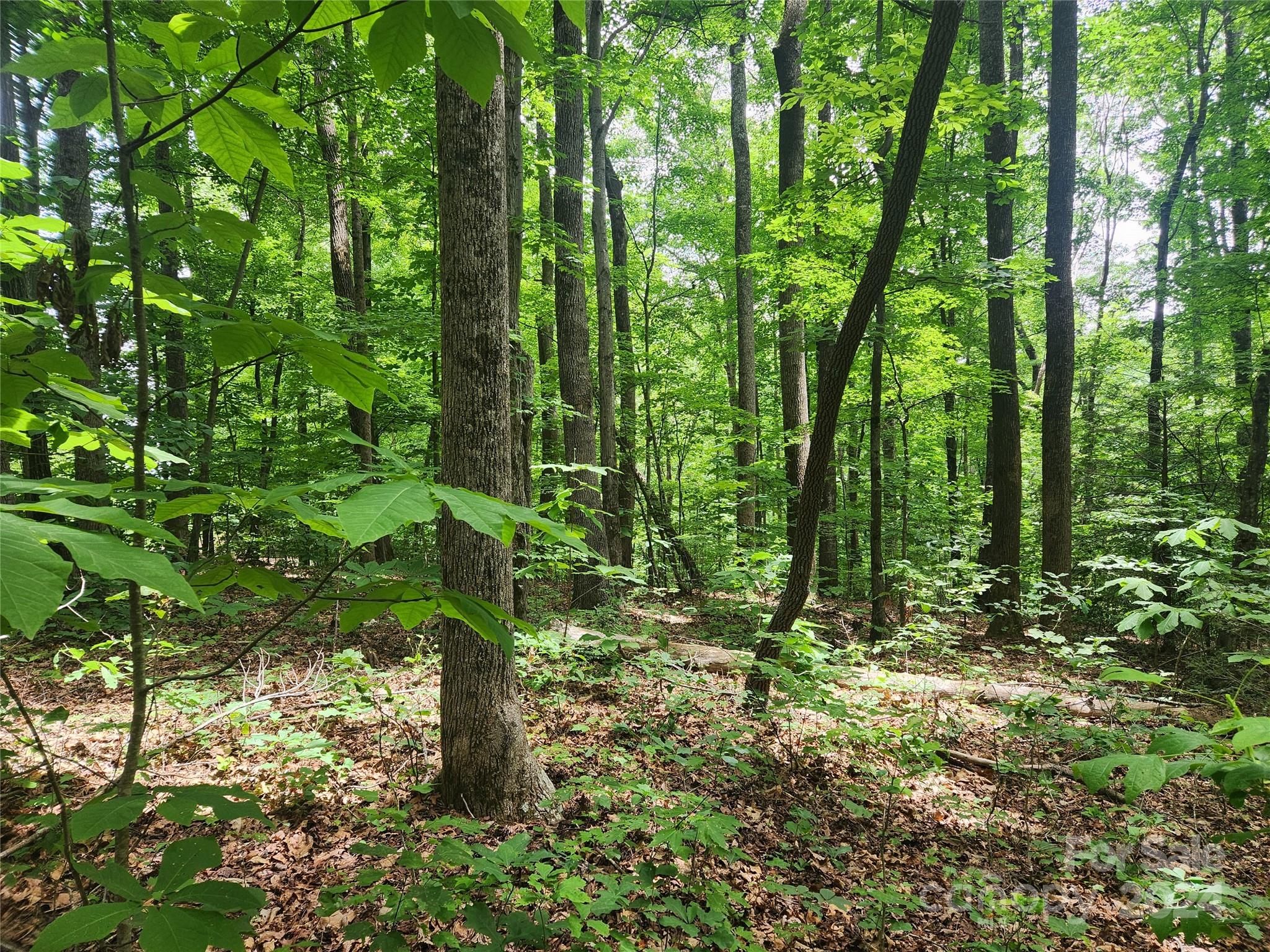 0 Trail Ridge, Unit 115 Marion, NC 28752 - Photo 3 of 6 a plant of lots of trees