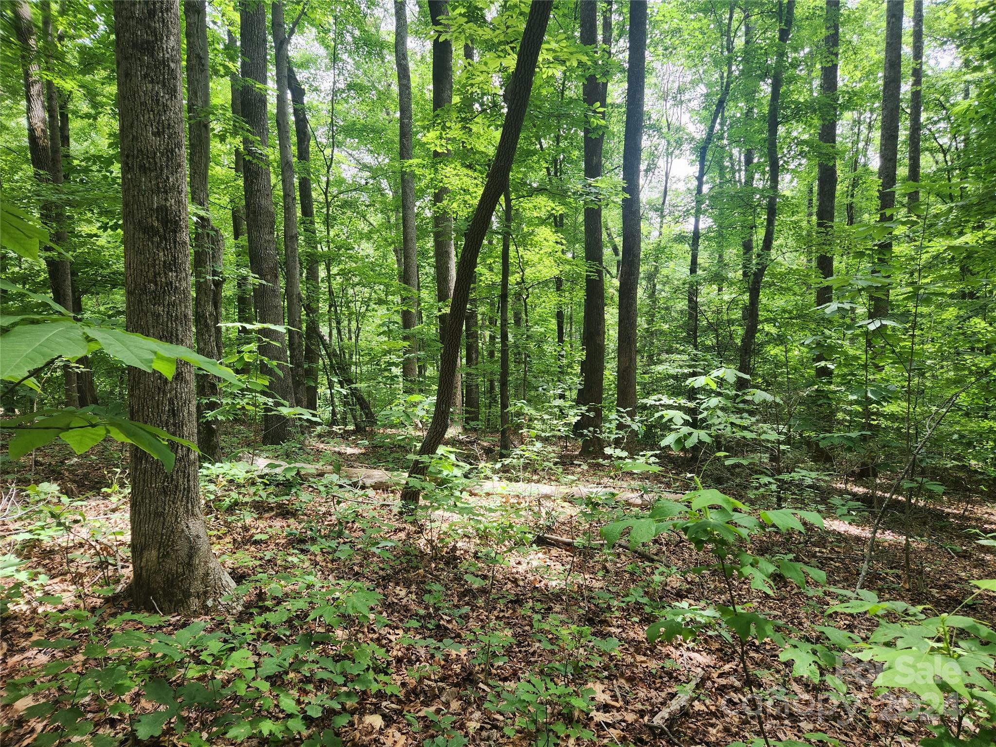0 Trail Ridge, Unit 115 Marion, NC 28752 - Photo 5 of 6 a view of forest