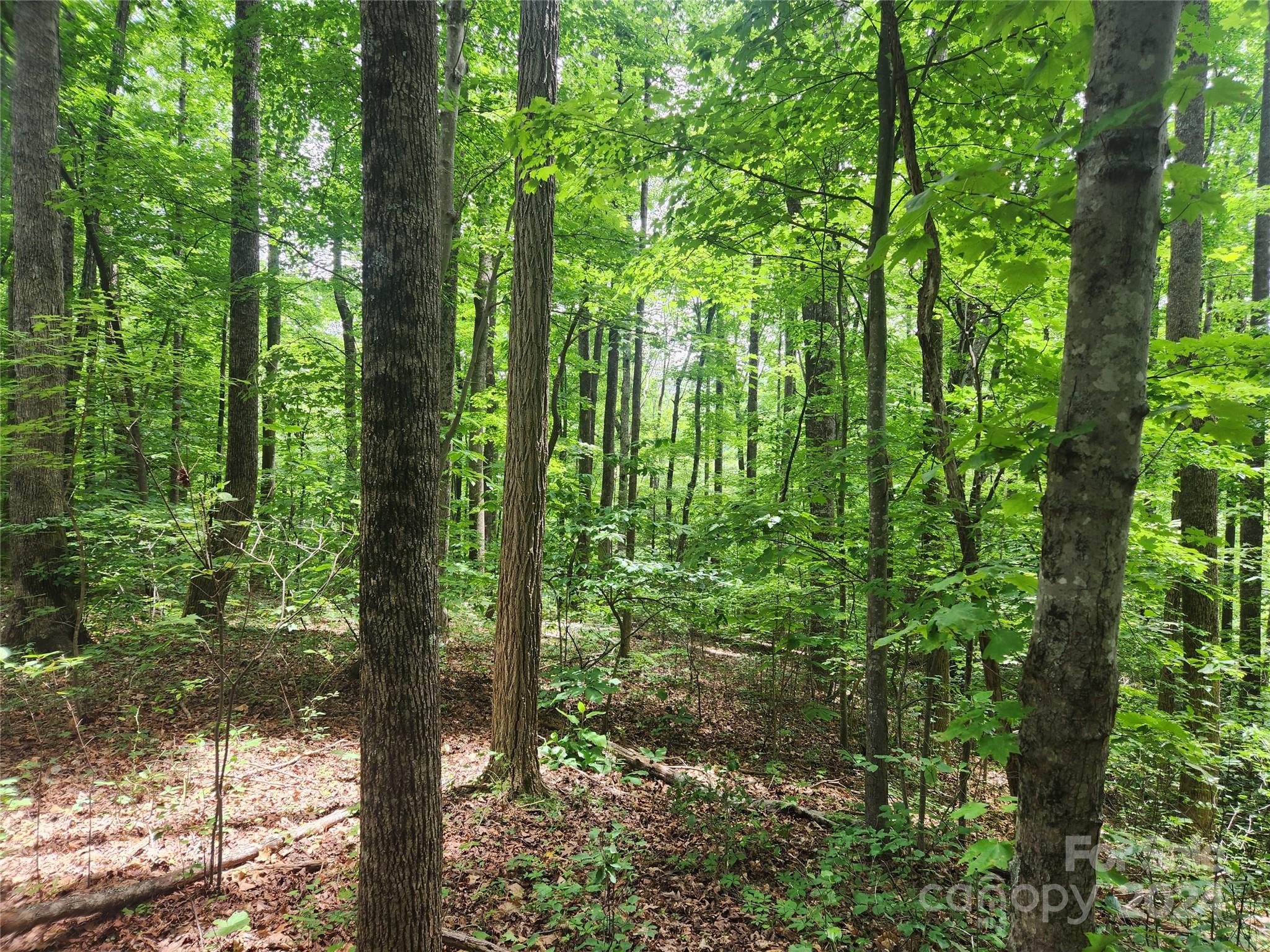 0 Trail Ridge, Unit 115 Marion, NC 28752 - Photo 6 of 6 a view of forest