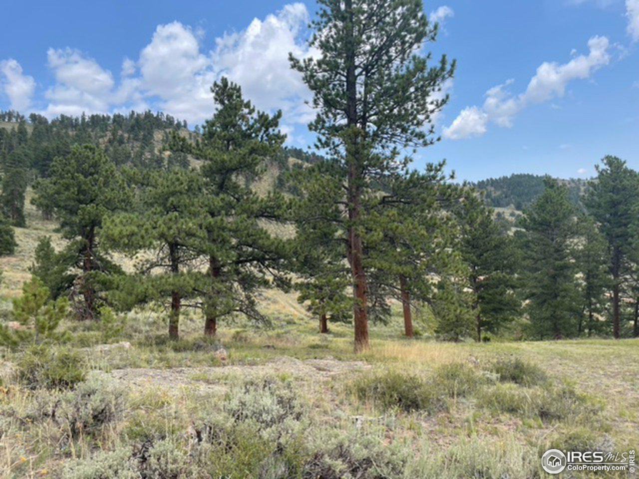 0 Beartrap Road Red Feather Lakes, CO 80545 - Photo 5 of 11 Gallery Image 5