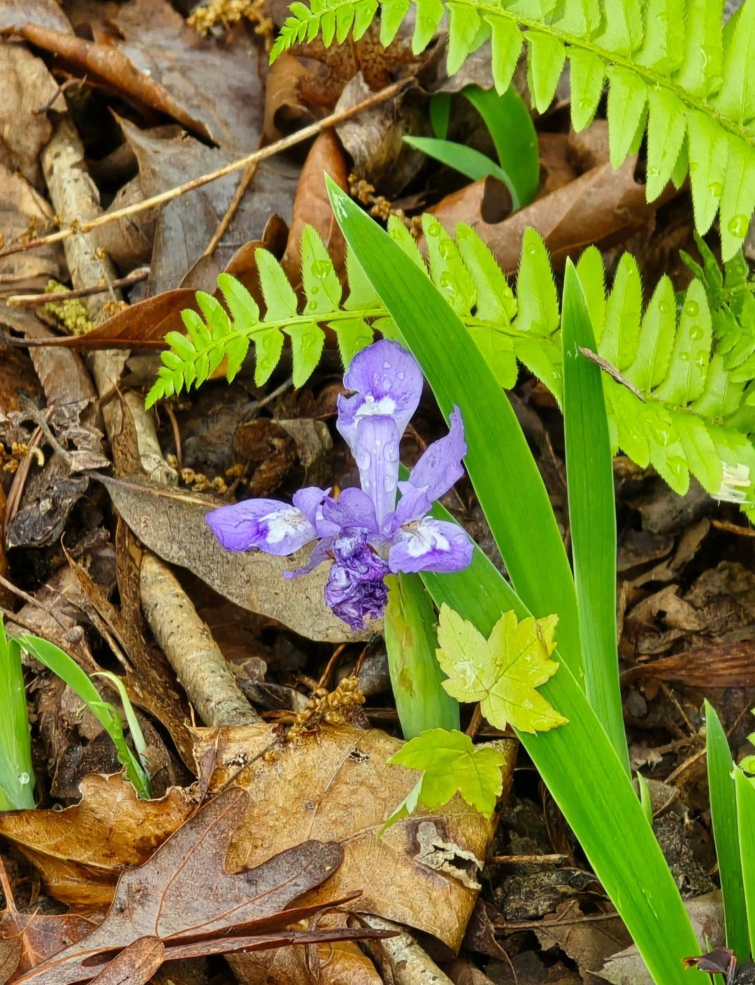 Lot 94 Crestview Road Wirtz, VA 24184 - Photo 11 of 14 LOT 94 WILDFLOWERS