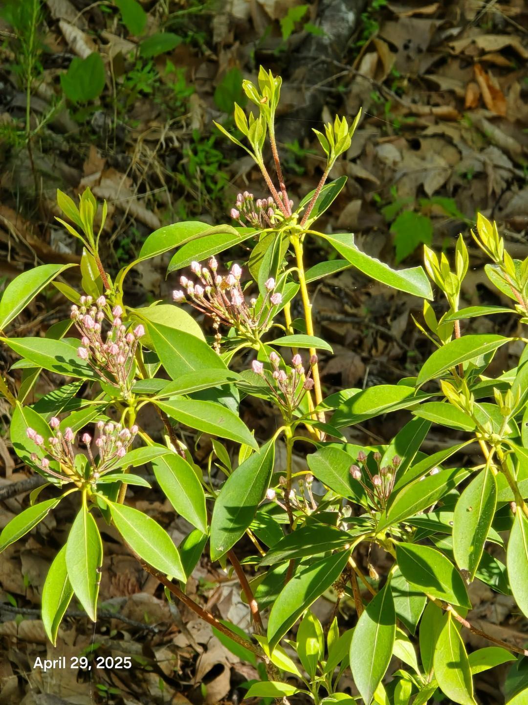 Lot 94 Crestview Road Wirtz, VA 24184 - Photo 8 of 14 lOT 94 WILDFLOWERS 3