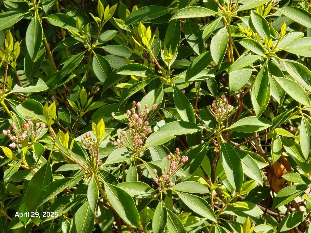Lot 94 Crestview Road Wirtz, VA 24184 - Photo 9 of 14 LOT 94 WILDFLOWERS 2
