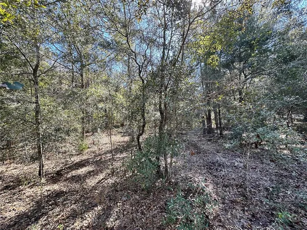 a view of a forest with trees in the background