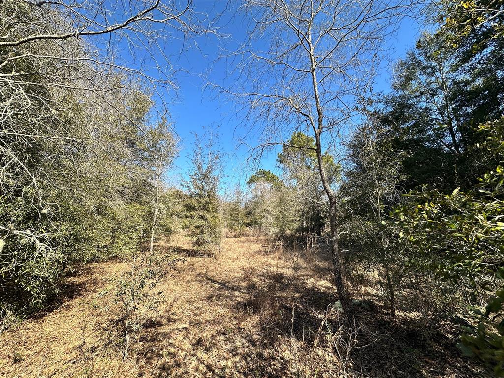 Tbd Northeast 85th Avenue Bronson, FL 32621 - Photo 3 of 7 a view of a forest with a tree