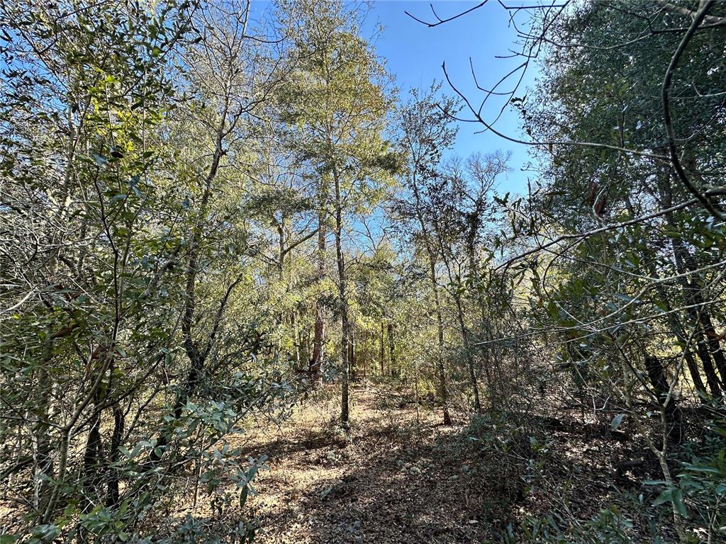 Tbd Northeast 85th Avenue Bronson, FL 32621 - Photo 4 of 7 a view of a yard with a tree