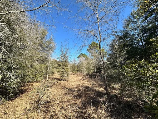 a view of a forest with a tree
