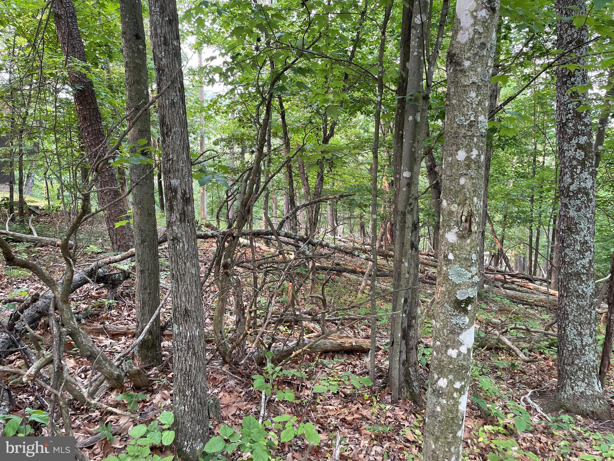 6 Section Mount Jackson, VA 22842 - Photo 32 of 36