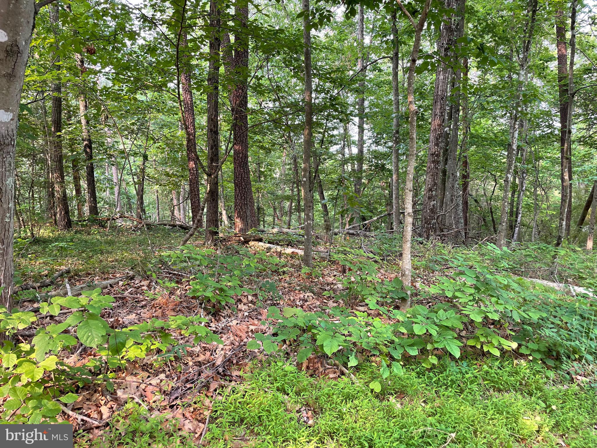 6 Section Mount Jackson, VA 22842 - Photo 33 of 36