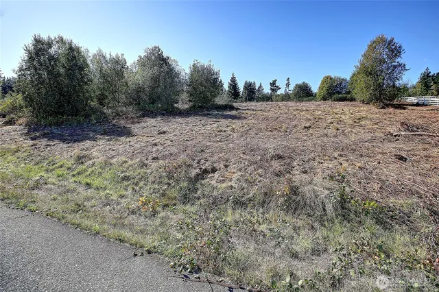 a view of a dry yard with trees in the background