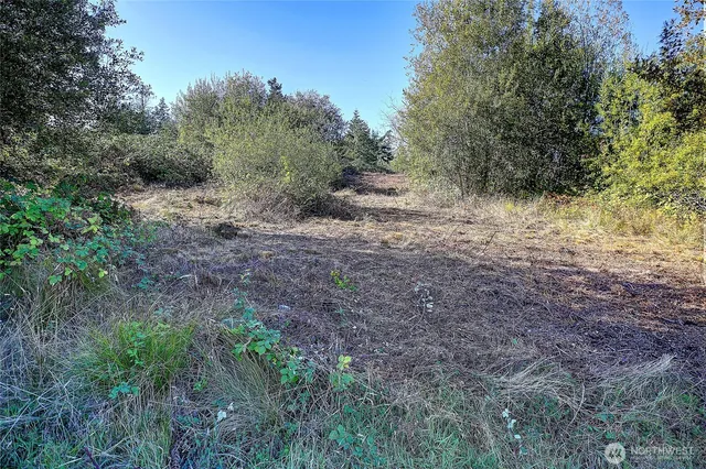 a view of a yard with large trees
