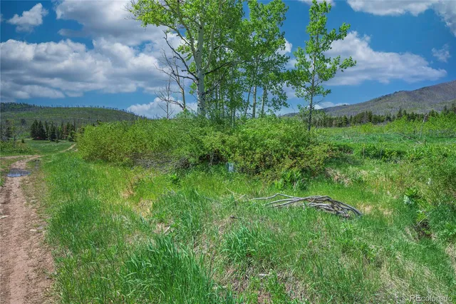 a view of a lush green forest