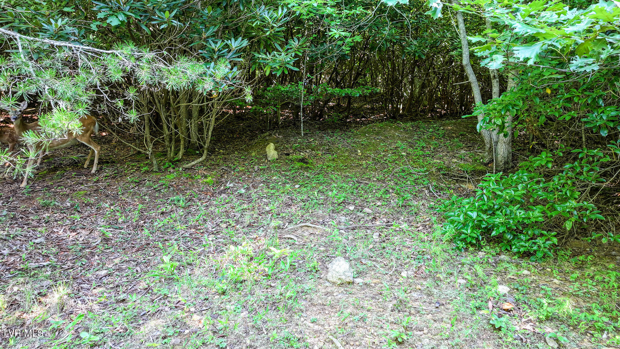 390 Fiddlers Branch Road Hampton, TN 37658 - Photo 67 of 79 68