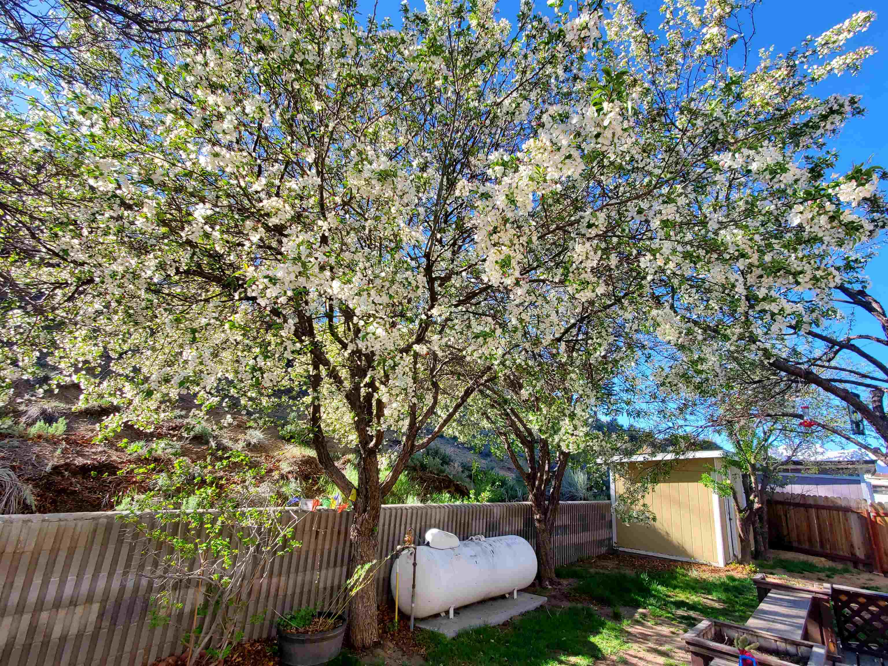 18 Eagle-Peak Bridgeport, CA 93517 - Photo 1 of 45 a view of a backyard with furniture and a garden