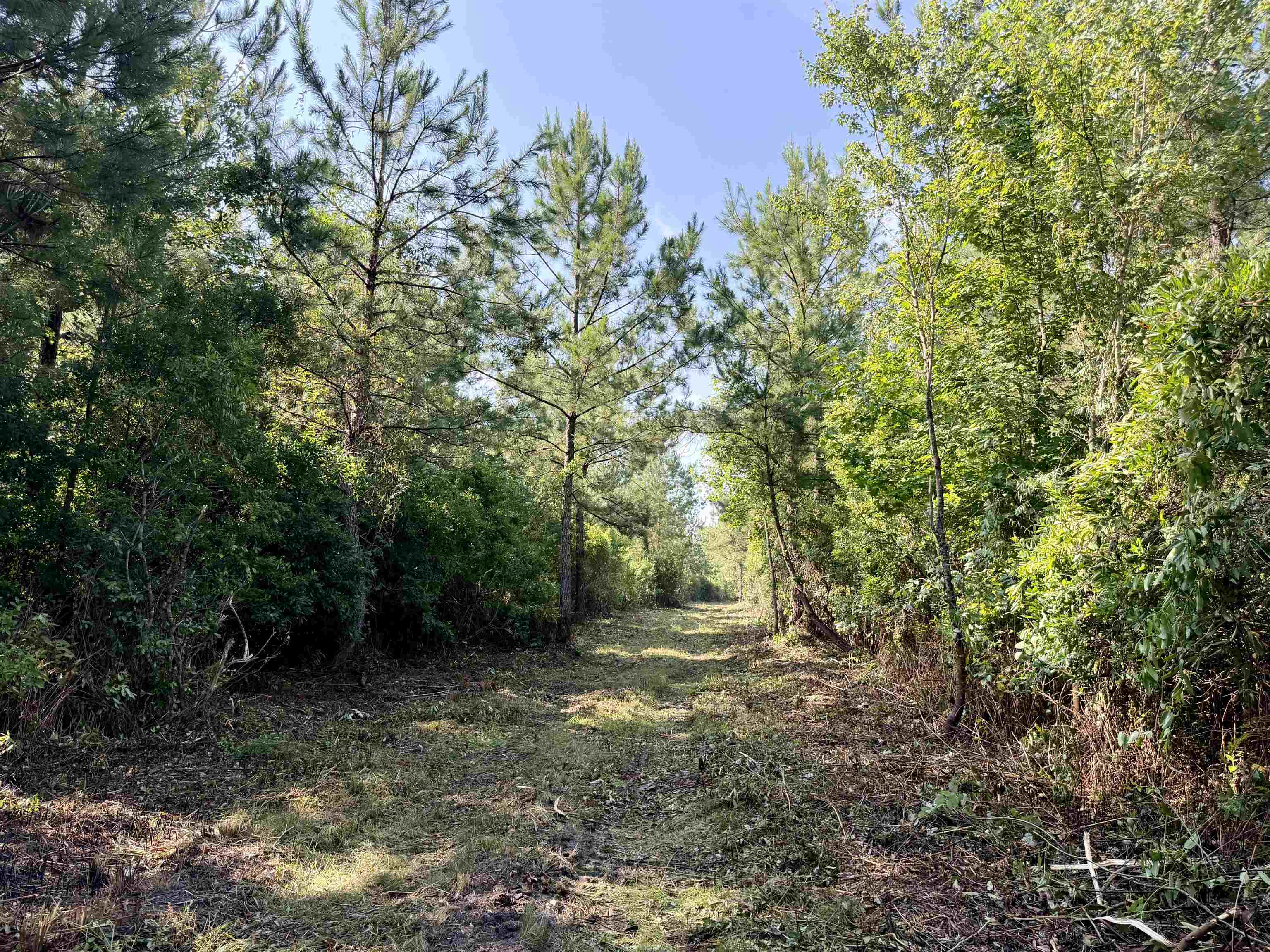 101.49-acres - Epps Road New Zion, SC 29111 - Photo 8 of 24