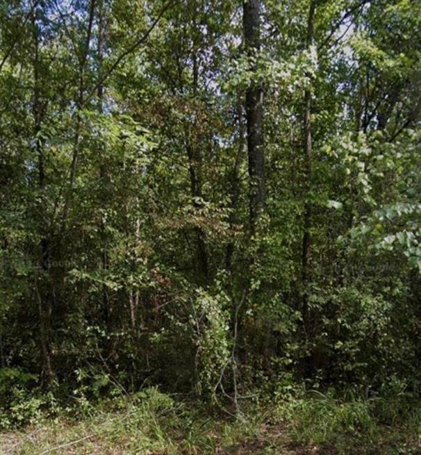 R18483 Webb Rogers Road Marshall, TX 75672 - Photo 3 of 3 a view of a tree