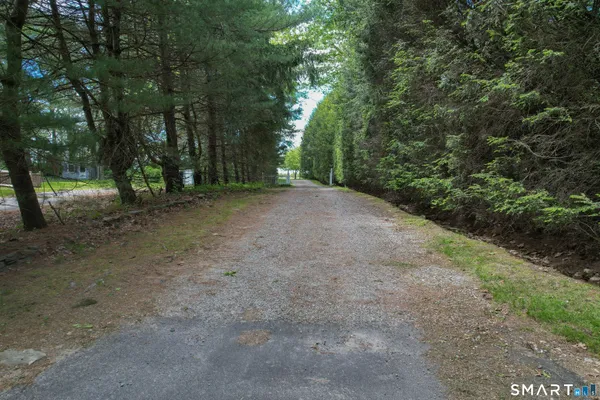 a view of a forest with trees in the background