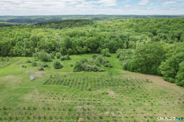 a view of a lush green space