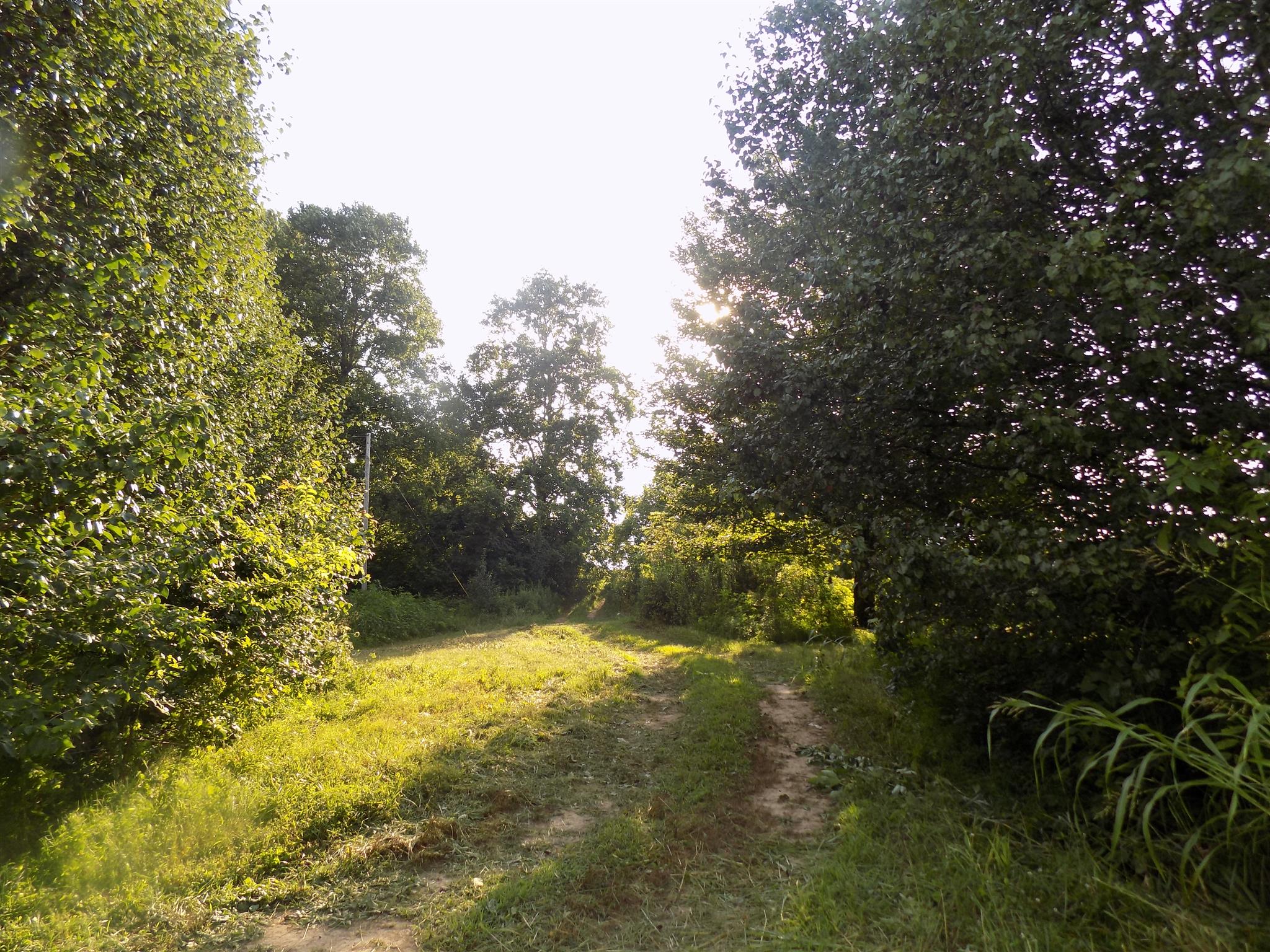 0 Womack Road Bethpage, TN 37022 - Photo 16 of 17 a view of yard from a yard