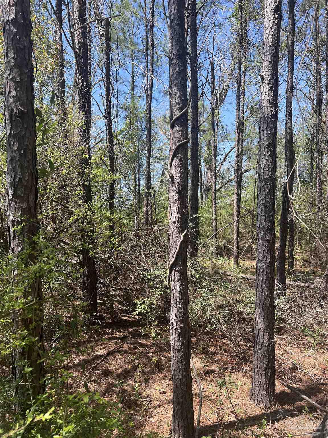 0 Dykestown Road Jay, FL 32565 - Photo 1 of 10