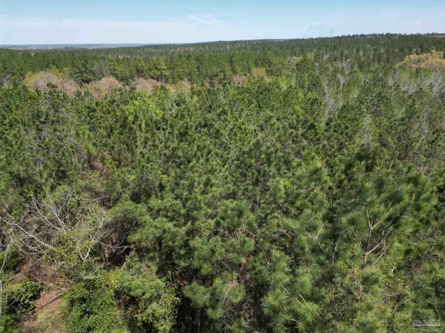 a view of a forest with a street