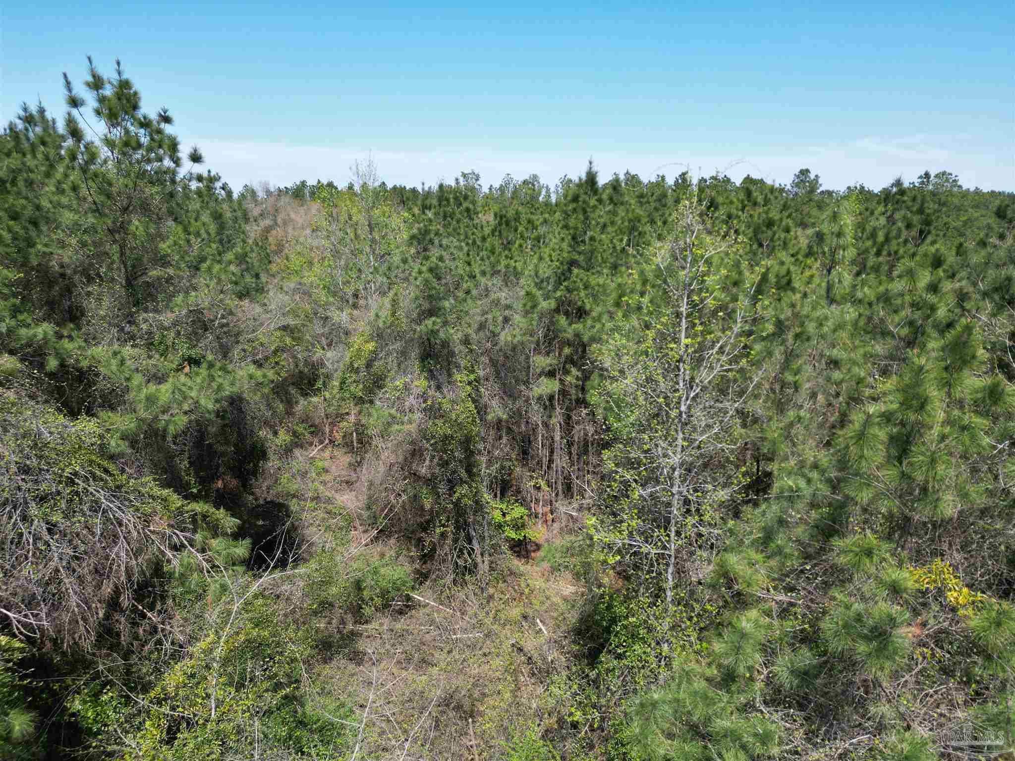 0 Dykestown Road Jay, FL 32565 - Photo 3 of 10 a view of a forest with a street