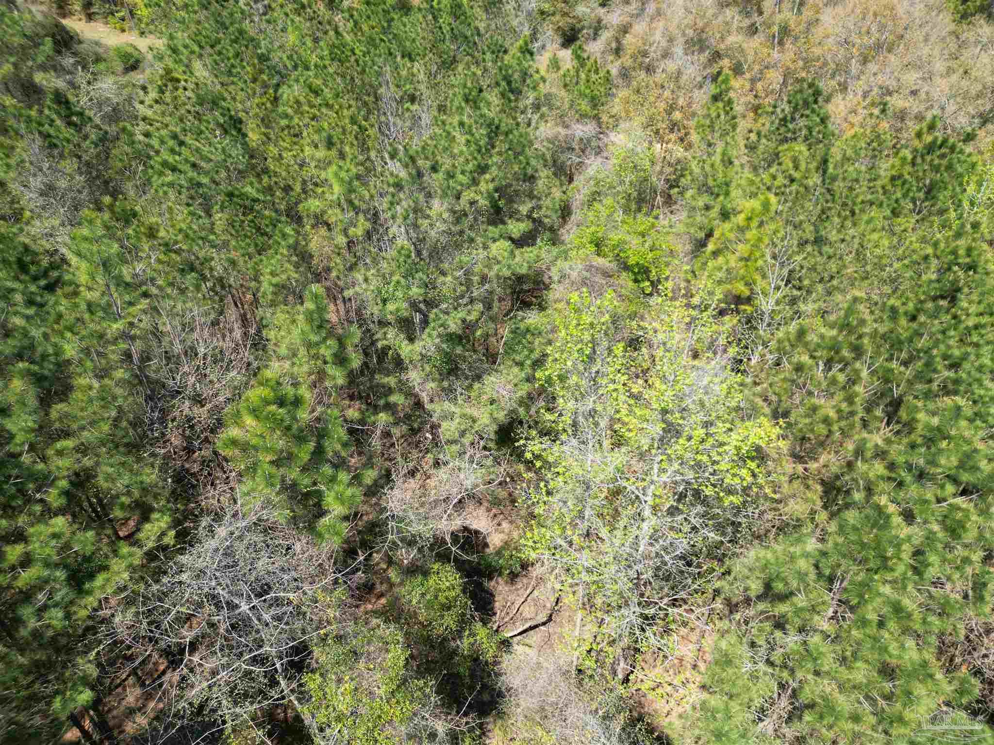 0 Dykestown Road Jay, FL 32565 - Photo 4 of 10 a view of a tree