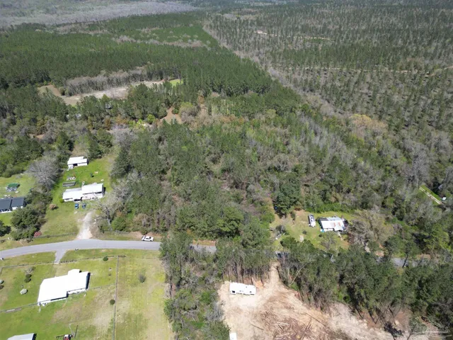 a view of a forest filled with trees