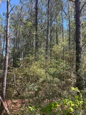 a view of a forest with trees