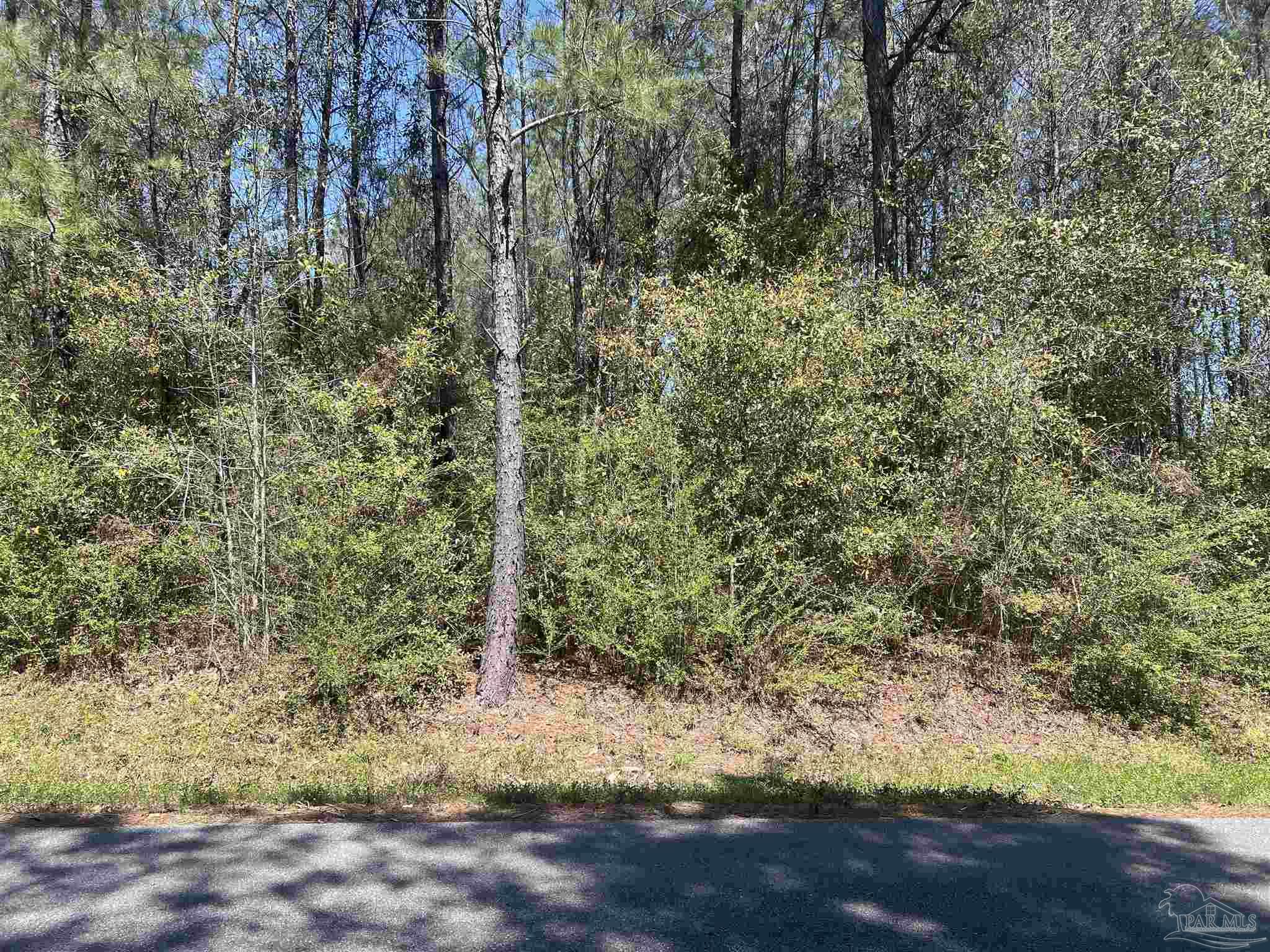 0 Dykestown Road Jay, FL 32565 - Photo 9 of 10 a view of a forest with trees