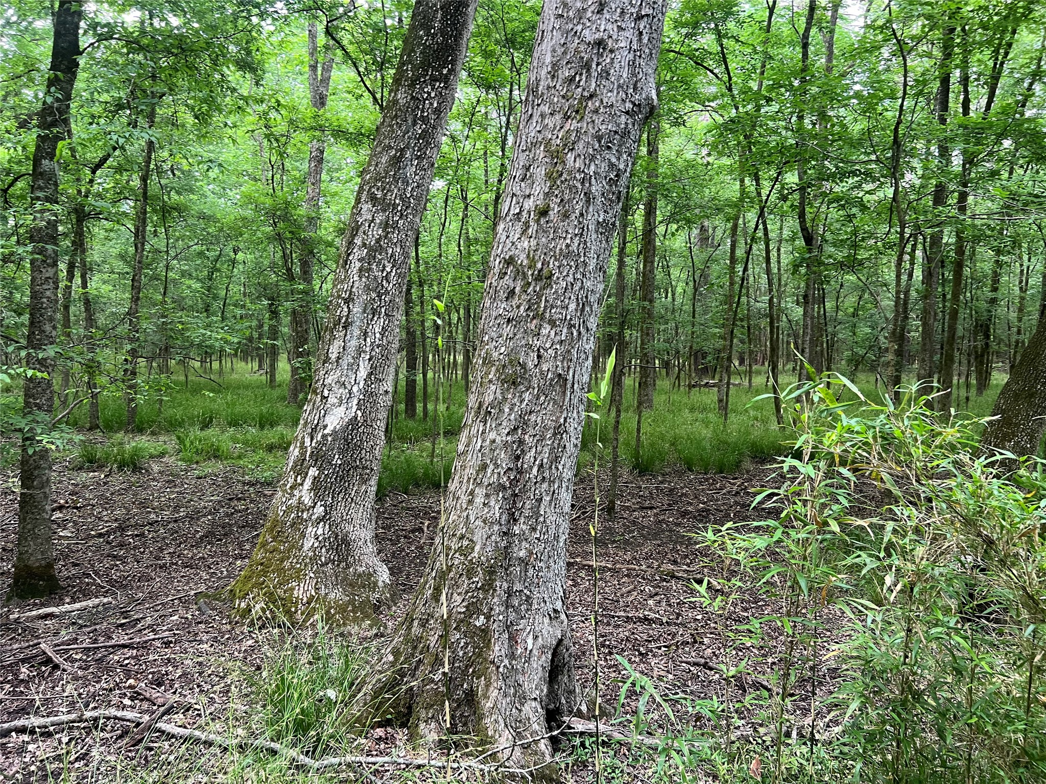 0 Wilderness Road Point Blank, TX 77364 - Photo 14 of 16 a view of a forest that has large trees