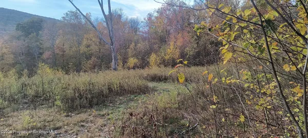 a view of a dry yard