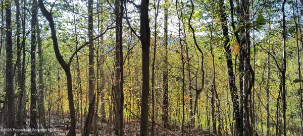 a view of forest