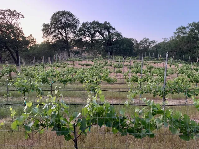 a view of a garden with a bench