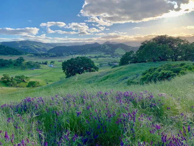 a view of a garden with plants and large trees