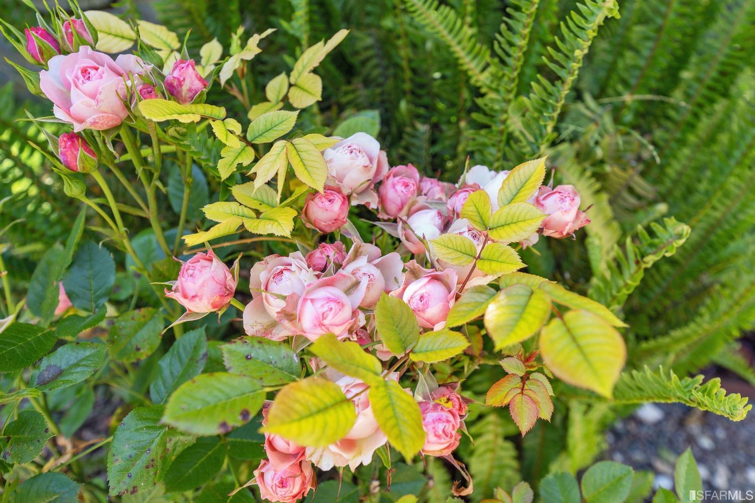 445 Clipper Street San Francisco, CA 94114 - Photo 61 of 62