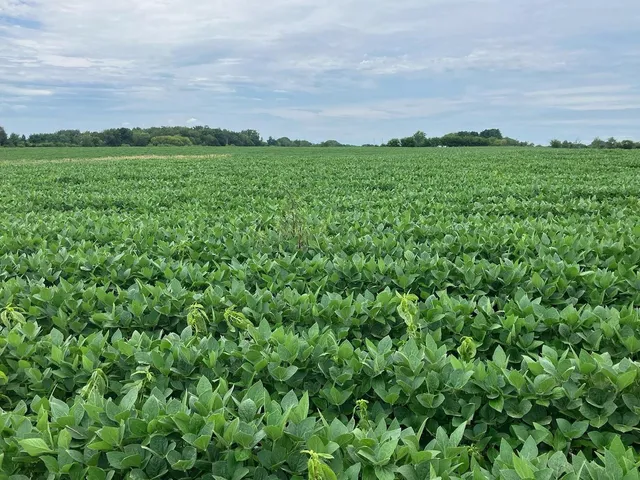 a view of a green field with lots of bushes