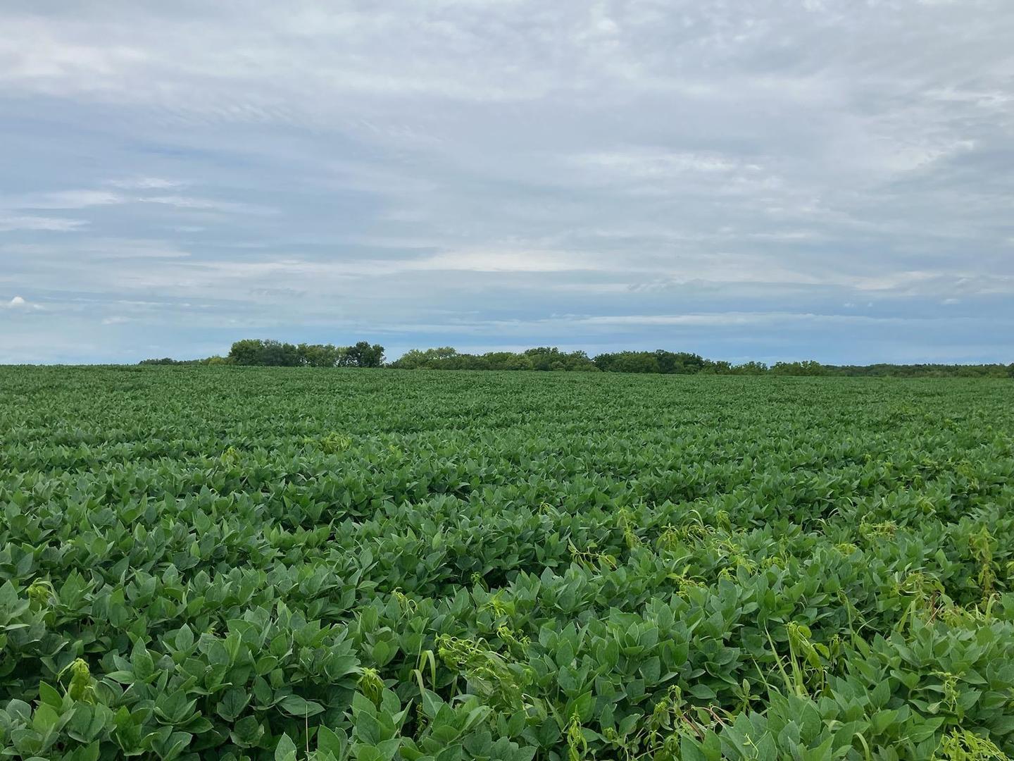 0 Butternut Road Oregon, IL 61061 - Photo 7 of 8 a view of a green field with lots of bushes