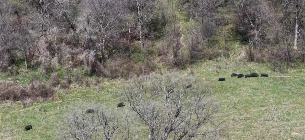 3141 Rogers Road Jacksboro, TX 76458 - Photo 6 of 40 a view of a field of grass and trees