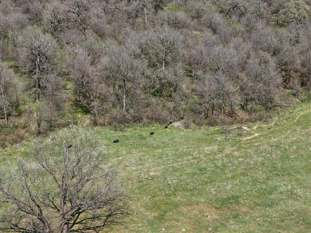 3141 Rogers Road Jacksboro, TX 76458 - Photo 8 of 40 a view of a dry yard