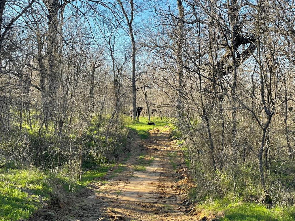 3141 Rogers Road Jacksboro, TX 76458 - Photo 9 of 40 a view of a yard with large trees