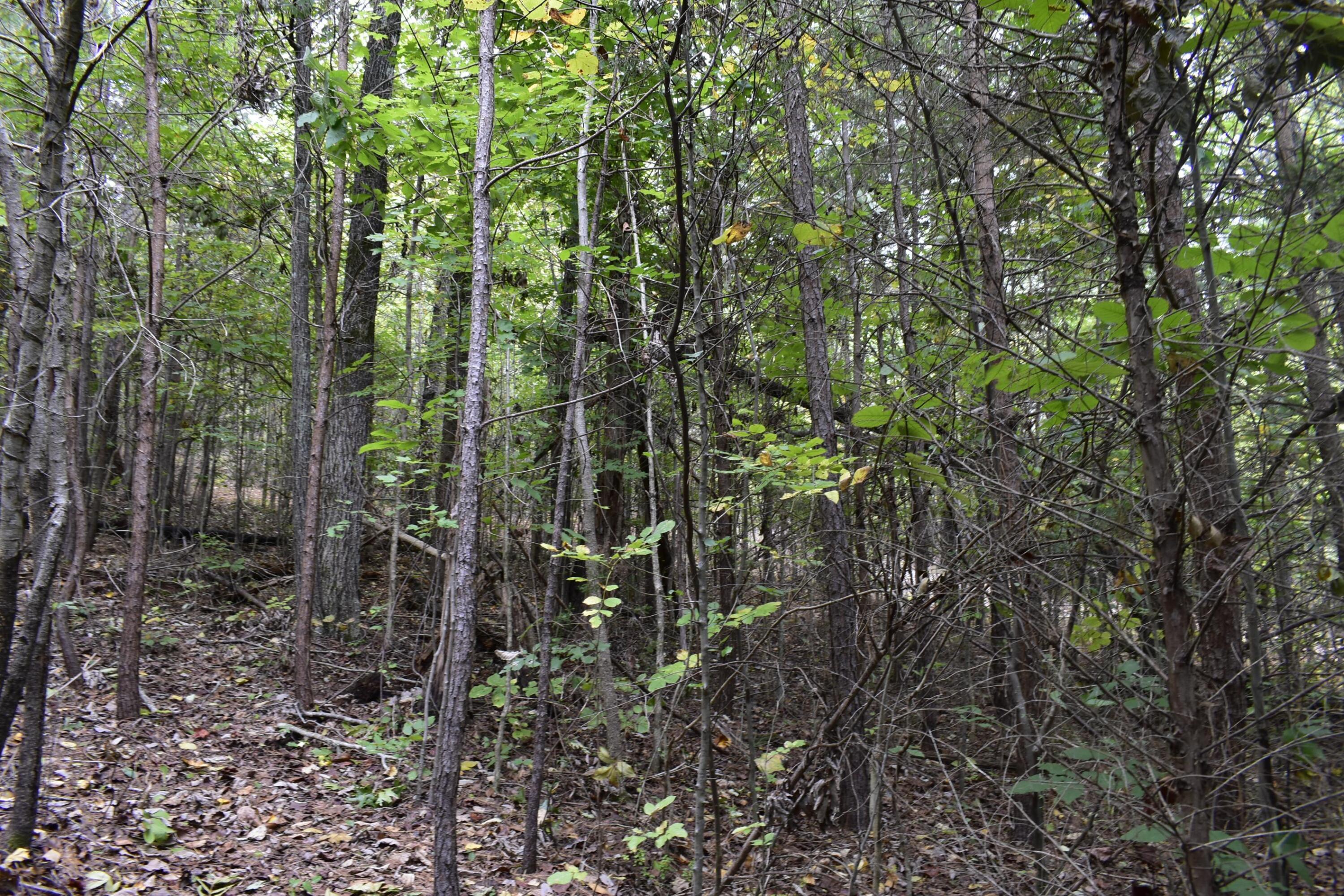 19 Turkey Run Flintstone, GA 30725 - Photo 16 of 28 _DSC0345