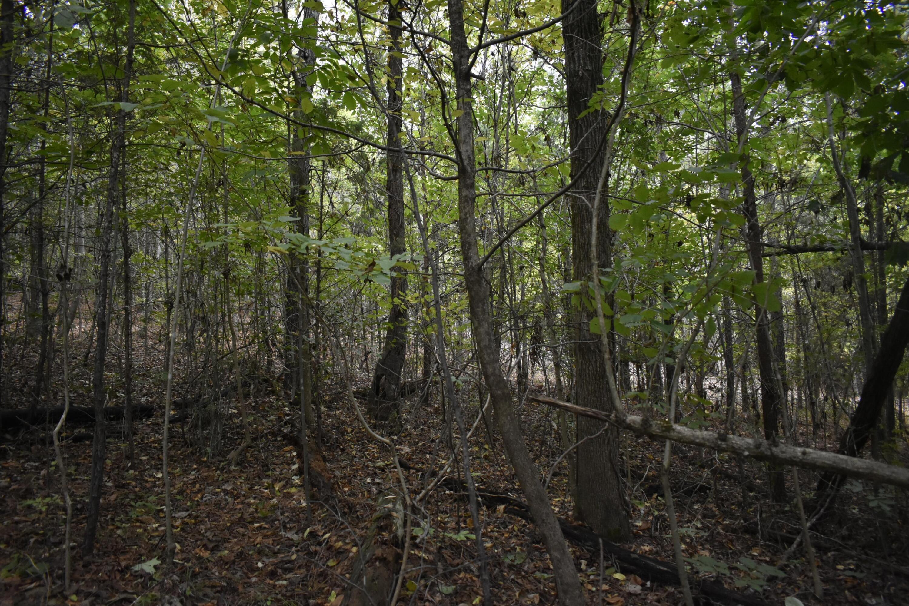 19 Turkey Run Flintstone, GA 30725 - Photo 18 of 28 _DSC0347