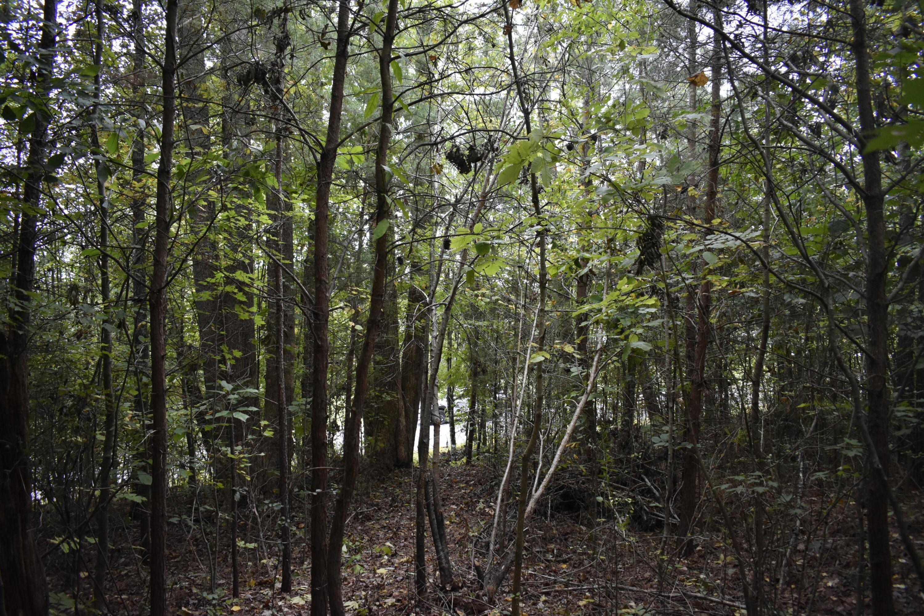 19 Turkey Run Flintstone, GA 30725 - Photo 19 of 28 _DSC0349