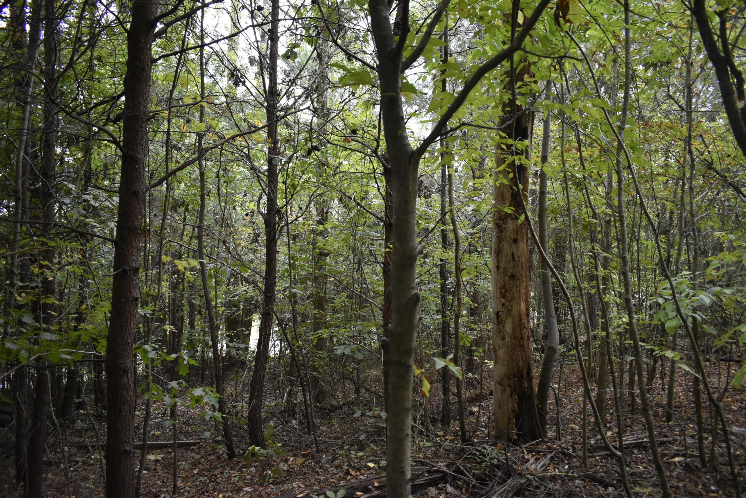 19 Turkey Run Flintstone, GA 30725 - Photo 21 of 28 _DSC0351
