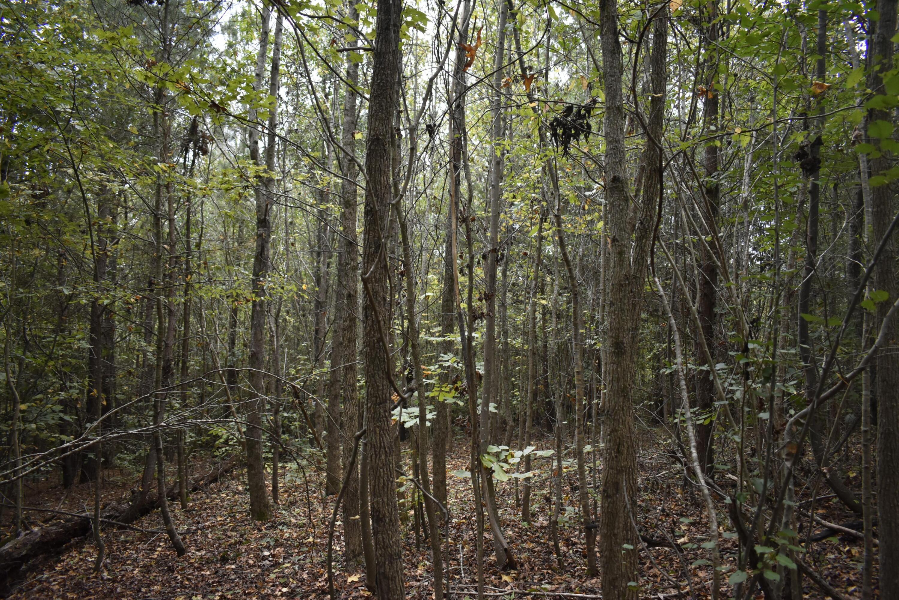 19 Turkey Run Flintstone, GA 30725 - Photo 24 of 28 _DSC0356