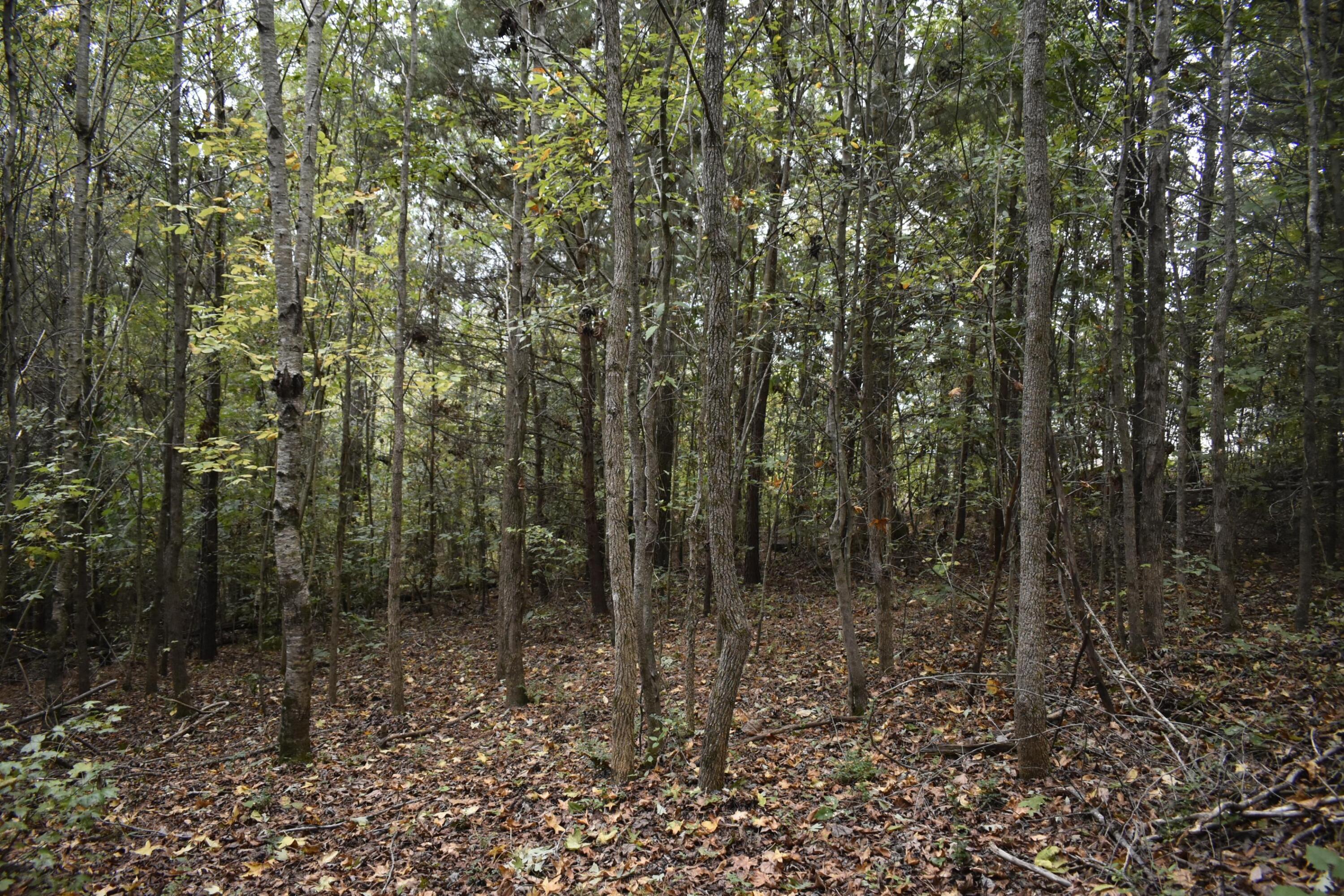 19 Turkey Run Flintstone, GA 30725 - Photo 25 of 28 _DSC0357