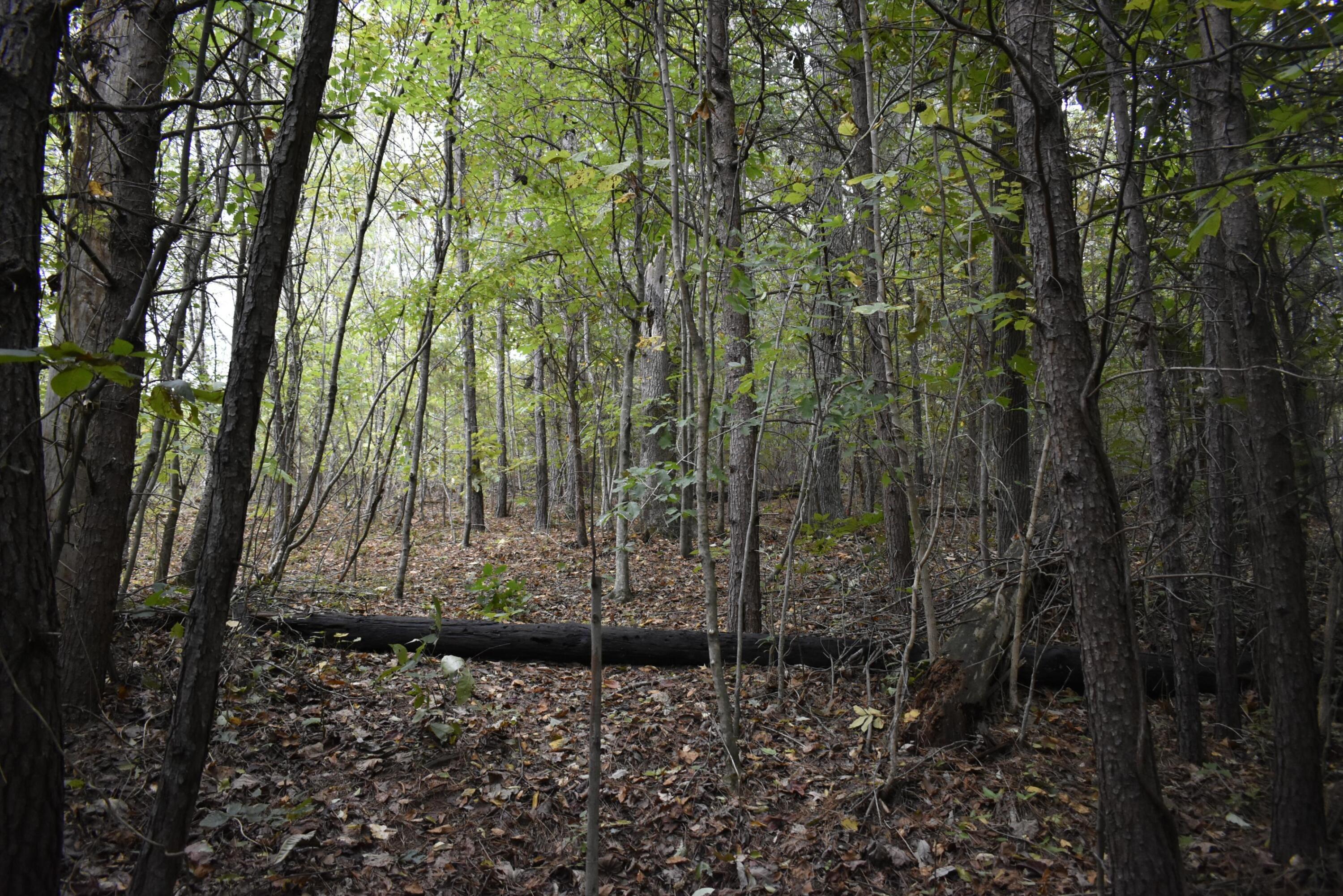 19 Turkey Run Flintstone, GA 30725 - Photo 6 of 28 _DSC0348