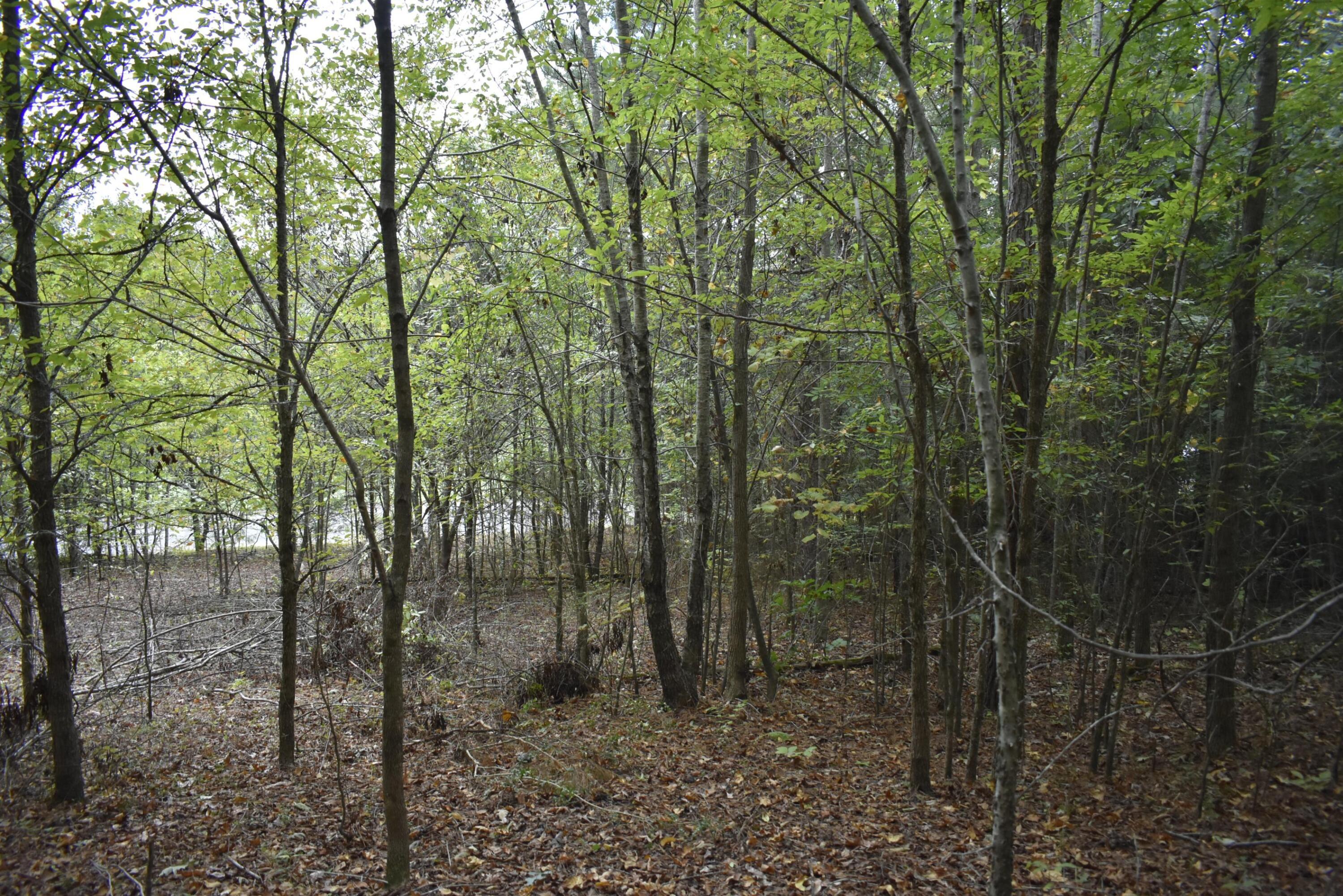 19 Turkey Run Flintstone, GA 30725 - Photo 7 of 28 _DSC0359